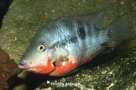 Thorichthys meeki mâle
